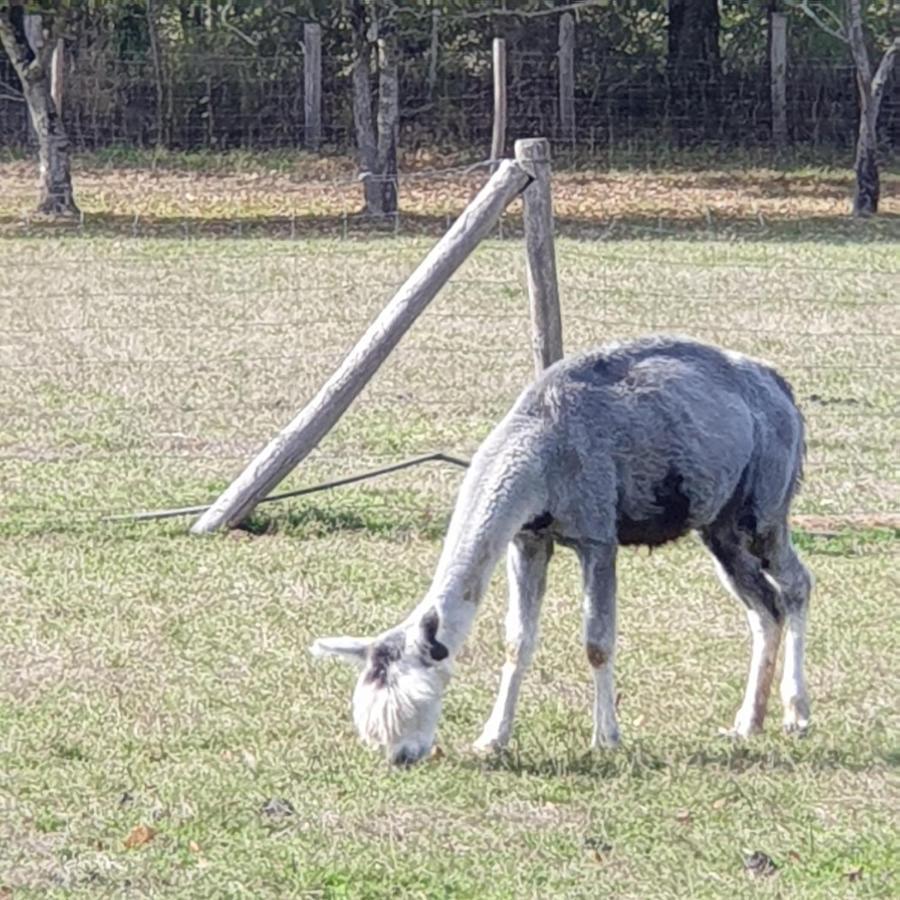The Alpaca B&B Chalais  Exterior foto